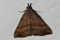 Hypena proboscidalis