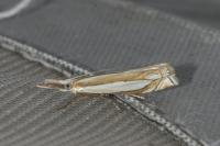 Crambus pascuella
