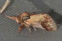 Notodonta ziczac