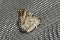 Epirrhoe alternata