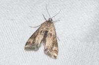 Cataclysta lemnata