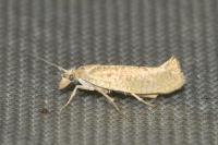 Ypsolopha alpella