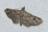 Gymnoscelis rufifasciata