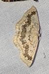 Cyclophora annularia