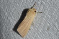 Mythimna pallens