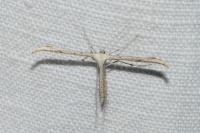Emmelina argoteles/monodactyla
