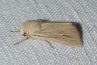 Mythimna sicula