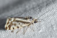 Emmelia trabealis