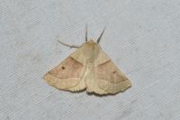 Crocallis elinguaria