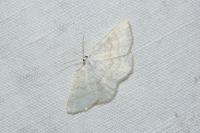 Cabera exanthemata