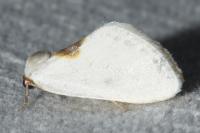 Cilix hispanica