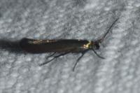 Coleophora