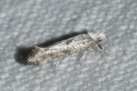 Paraswammerdamia albicapitella