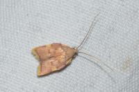 Carcina quercana