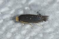 Stigmella