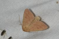 Mythimna vitellina