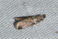 Acrobasis consociella