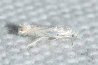 Phyllonorycter harrisella
