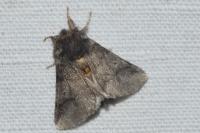 Thaumetopoea processionea