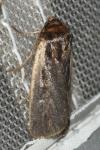 Ochropleura plecta