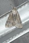 Acronicta psi/tridens