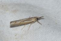 Agriphila geniculea