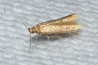 Tischeria