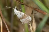 Meganola albula