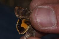 Noctua janthe