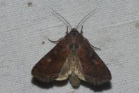 Lacanobia oleracea