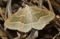 Hylaea fasciaria