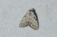 Meganola strigula