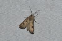 Agrotis exclamationis