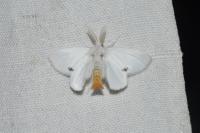 Sphrageidus similis