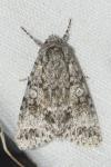 Acronicta megacephala