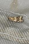 Celypha lacunana