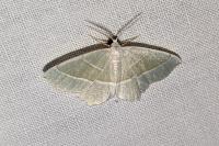 Campaea margaritaria