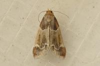 Pyralis farinalis