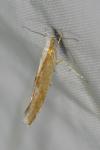 Argyresthia