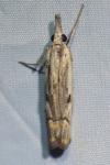 Agriphila geniculea