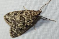 Eudonia truncicolella