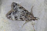 Eudonia lacustrata