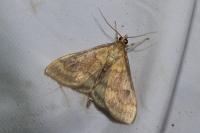 Ostrinia nubilalis/scapulalis