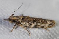 Psoricoptera gibbosella