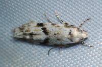 Stenolechia gemmella