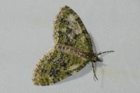 Acasis viretata