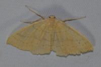 Cyclophora linearia