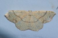 Cyclophora punctaria