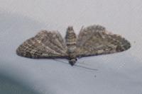 Eupithecia nanata