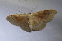 Idaea degeneraria
